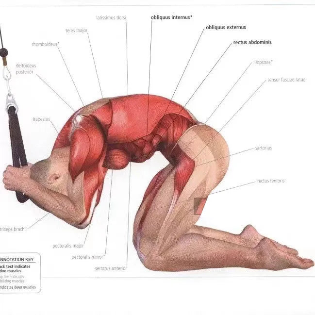 Tricep Pull Down Rope – Cable Machine Attachment